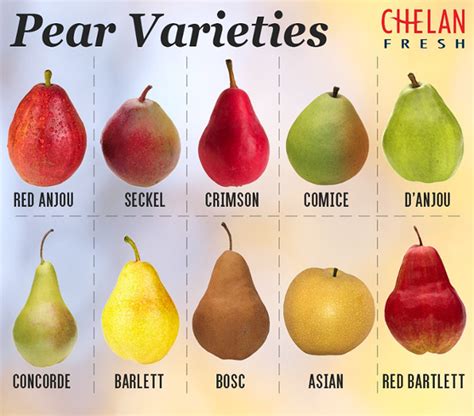 highest yielding british pear varieties.